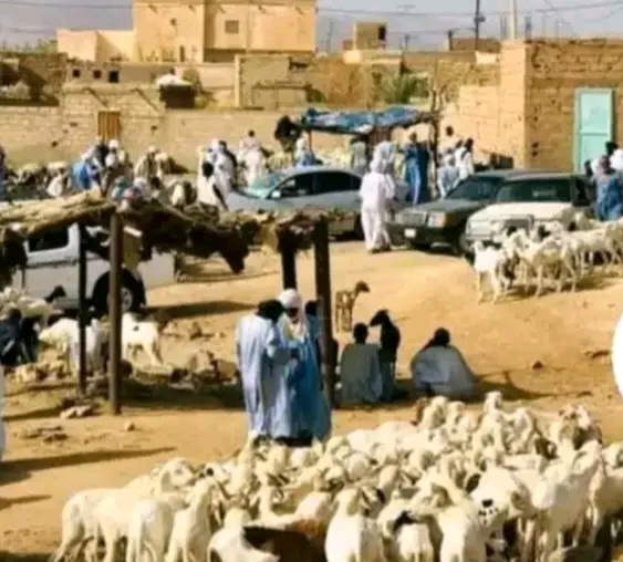آدرار: إطلاق حملة بيطرية لعلاج 15 ألف رأس من المواشي